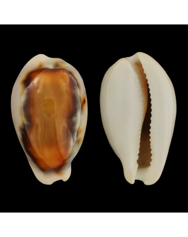 Neobernaya Spadicea