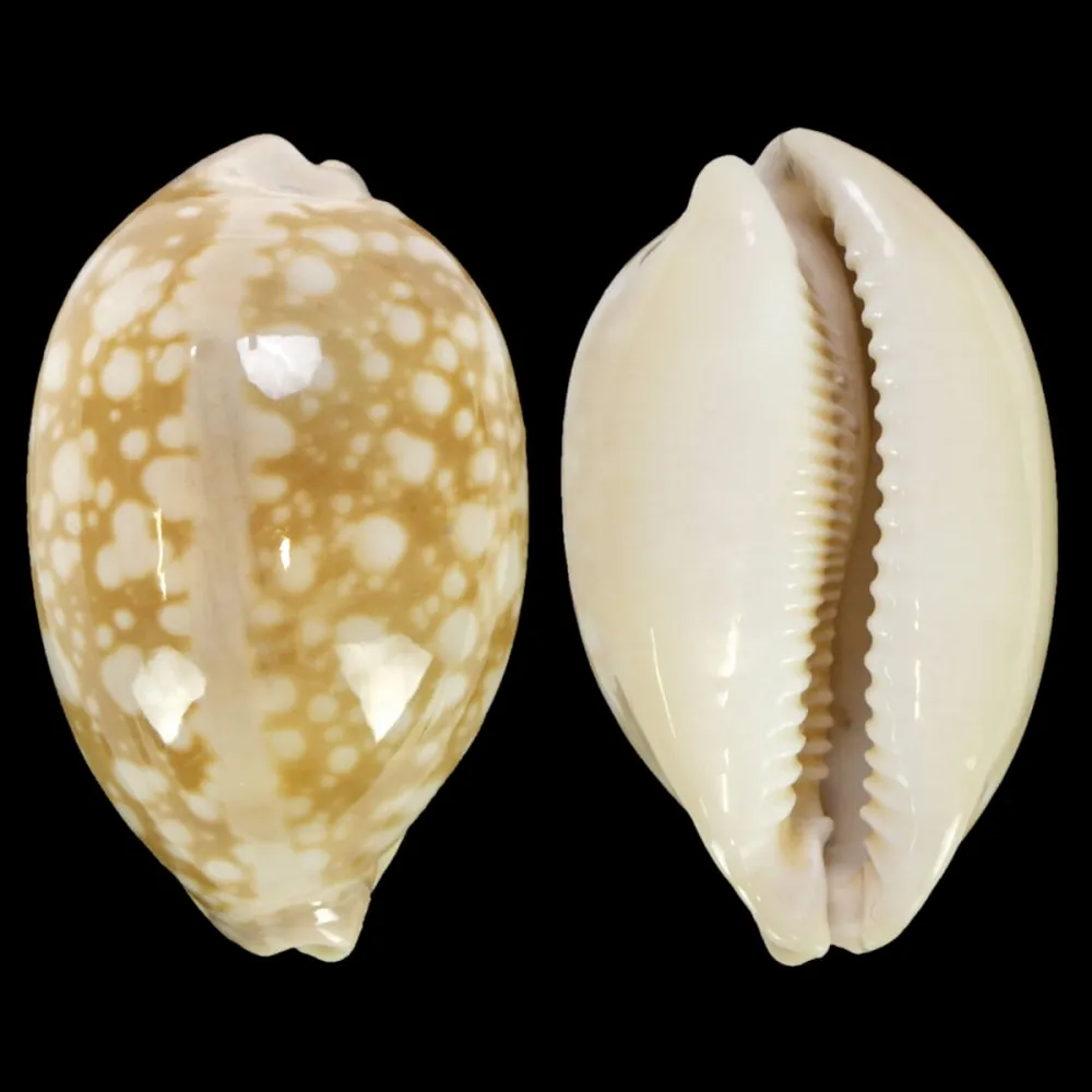 Callistocypraea Nivosa