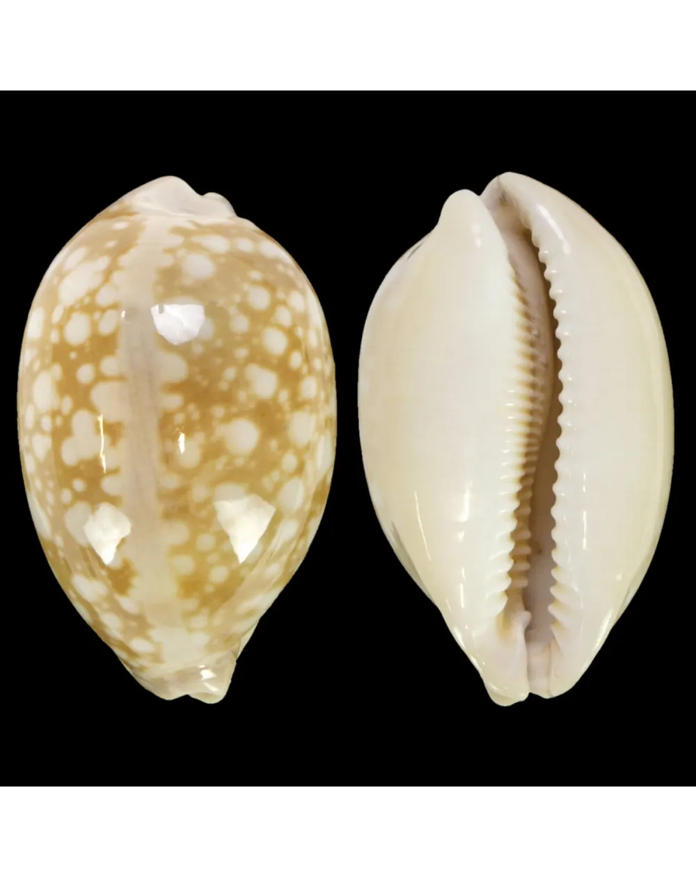 Callistocypraea Nivosa