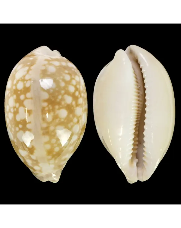 Callistocypraea Nivosa