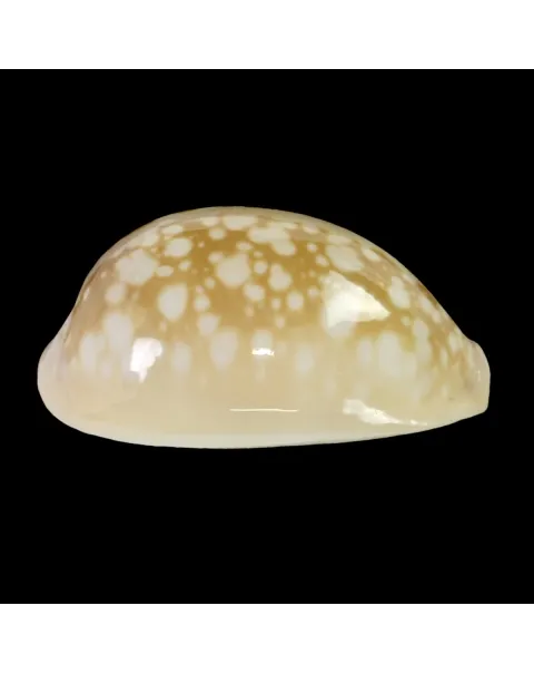 Callistocypraea Nivosa