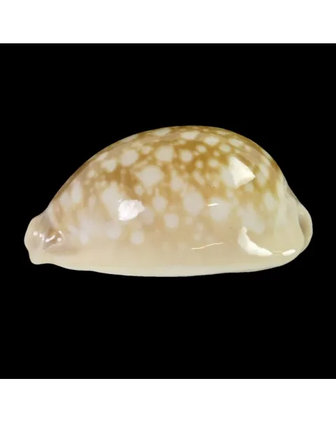 Callistocypraea Nivosa