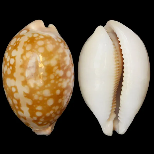 Callistocypraea Nivosa