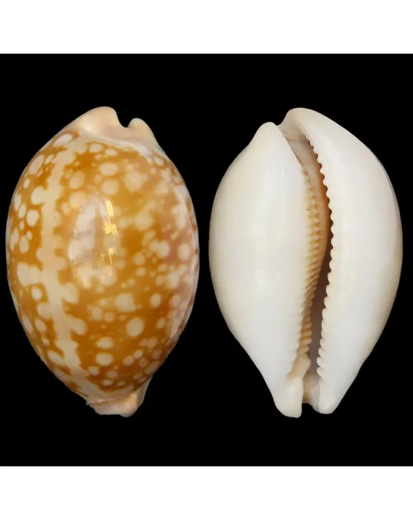Callistocypraea Nivosa