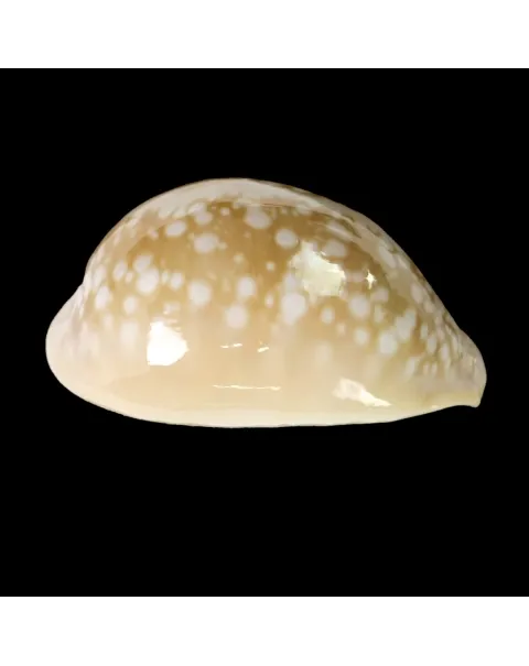 Callistocypraea Nivosa