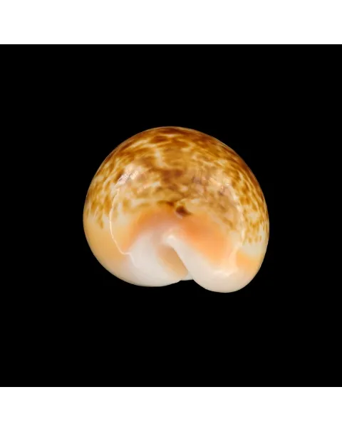Cypraea Arabica Immanis