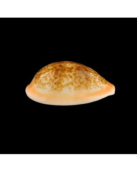 Cypraea Arabica Immanis