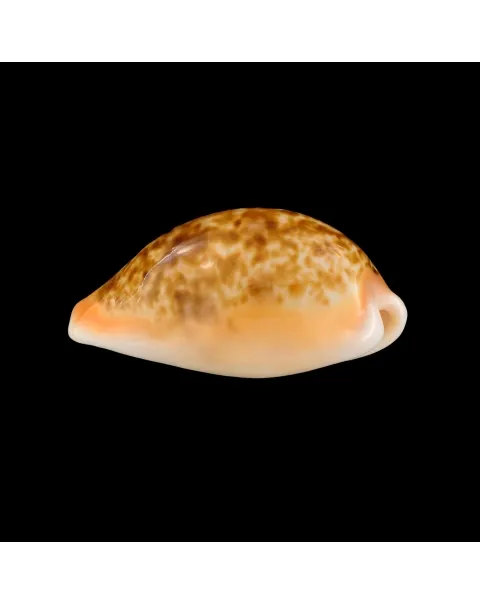 Cypraea Arabica Immanis