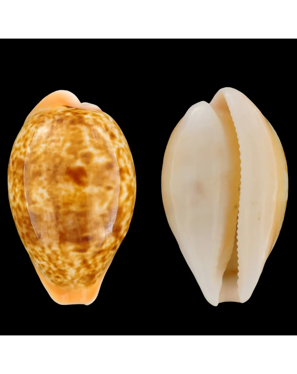 Cypraea Arabica Immanis