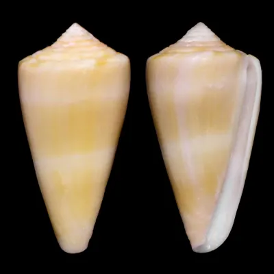 Conus Daucus