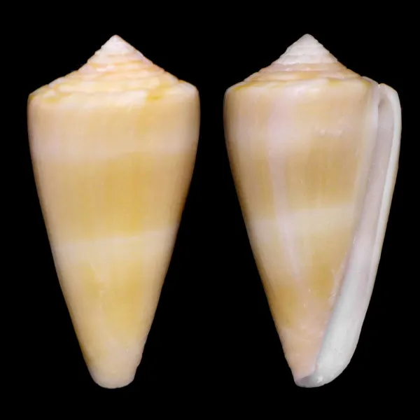Conus Daucus