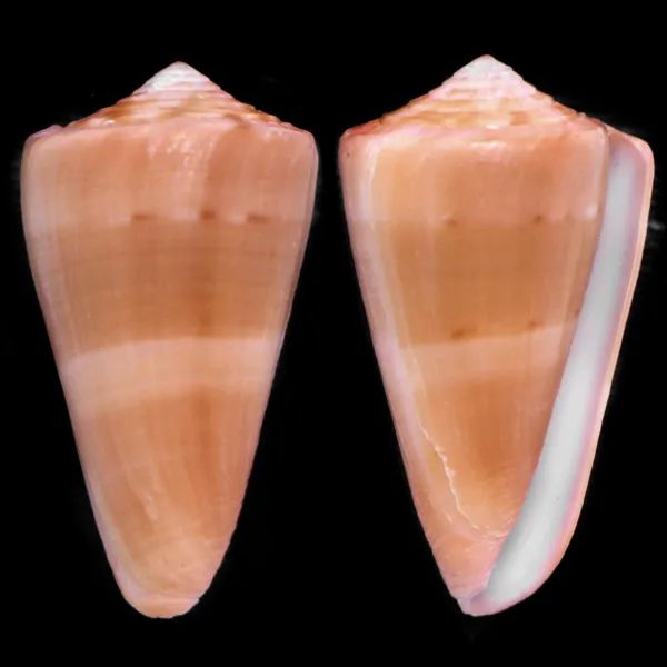 Conus Daucus