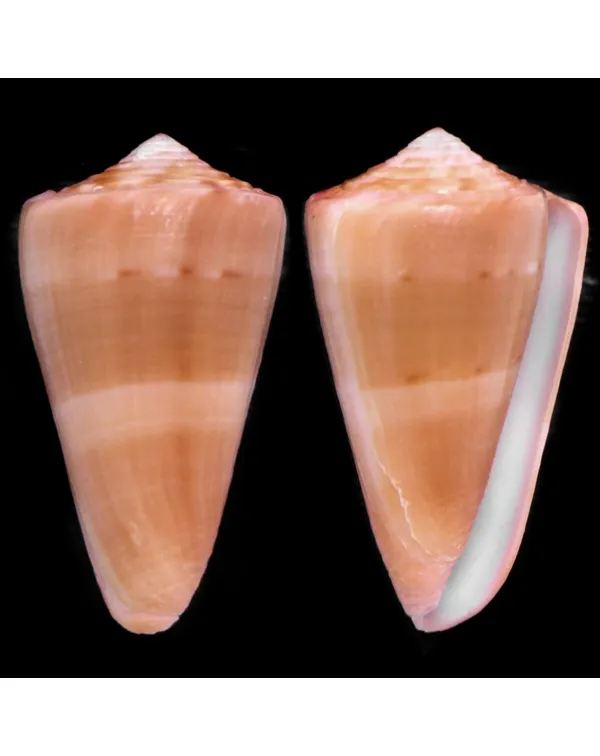 Conus Daucus