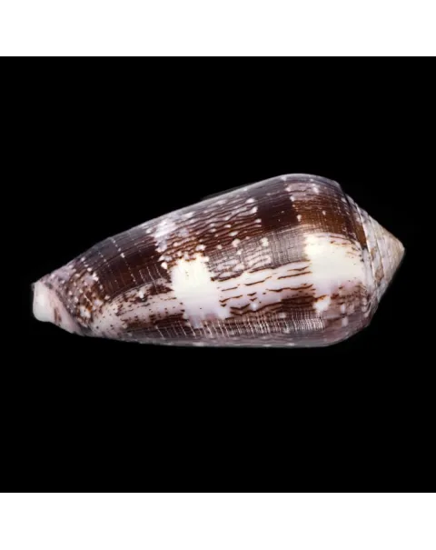 Conus Floccatus