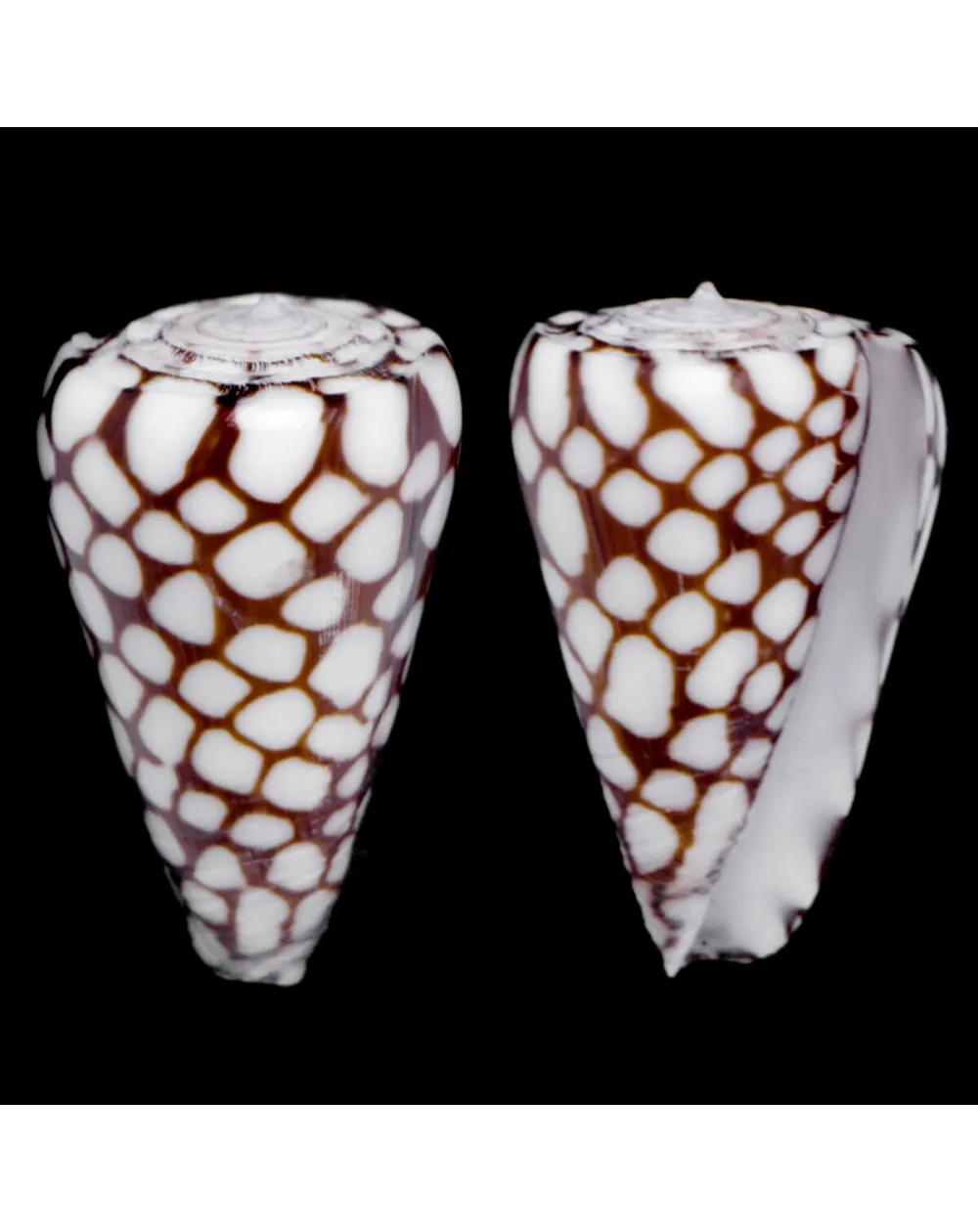 Conus Marchionatus