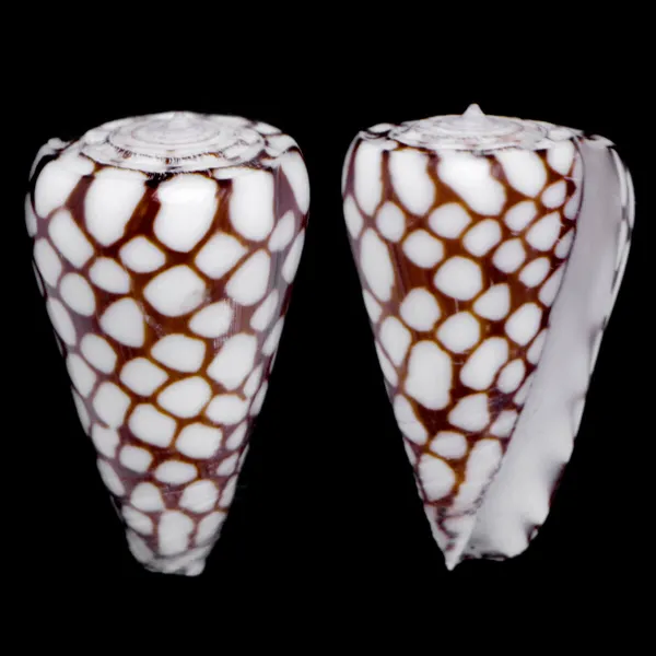 Conus Marchionatus