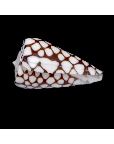 Conus Marchionatus