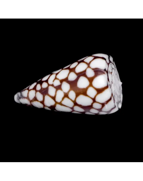 Conus Marchionatus