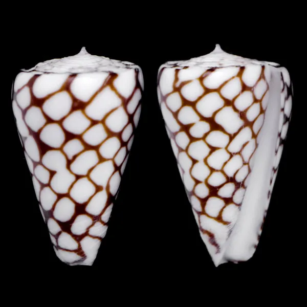 Conus Marchionatus