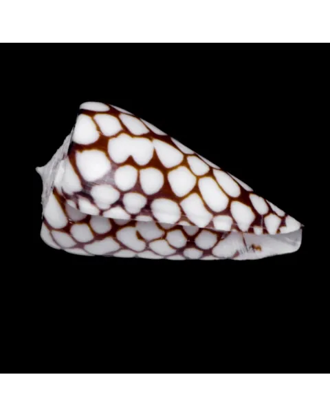 Conus Marchionatus