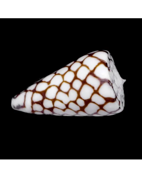 Conus Marchionatus