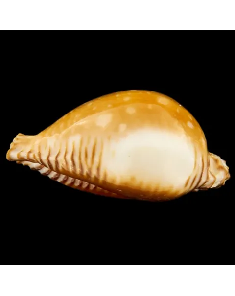 Perisserosa Guttata