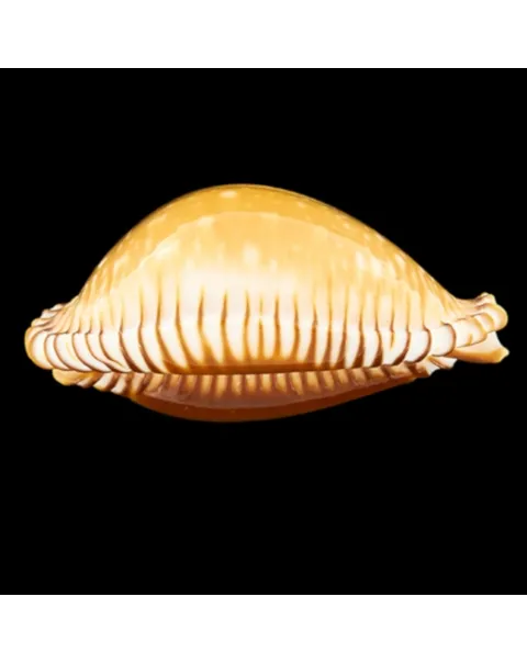 Perisserosa Guttata