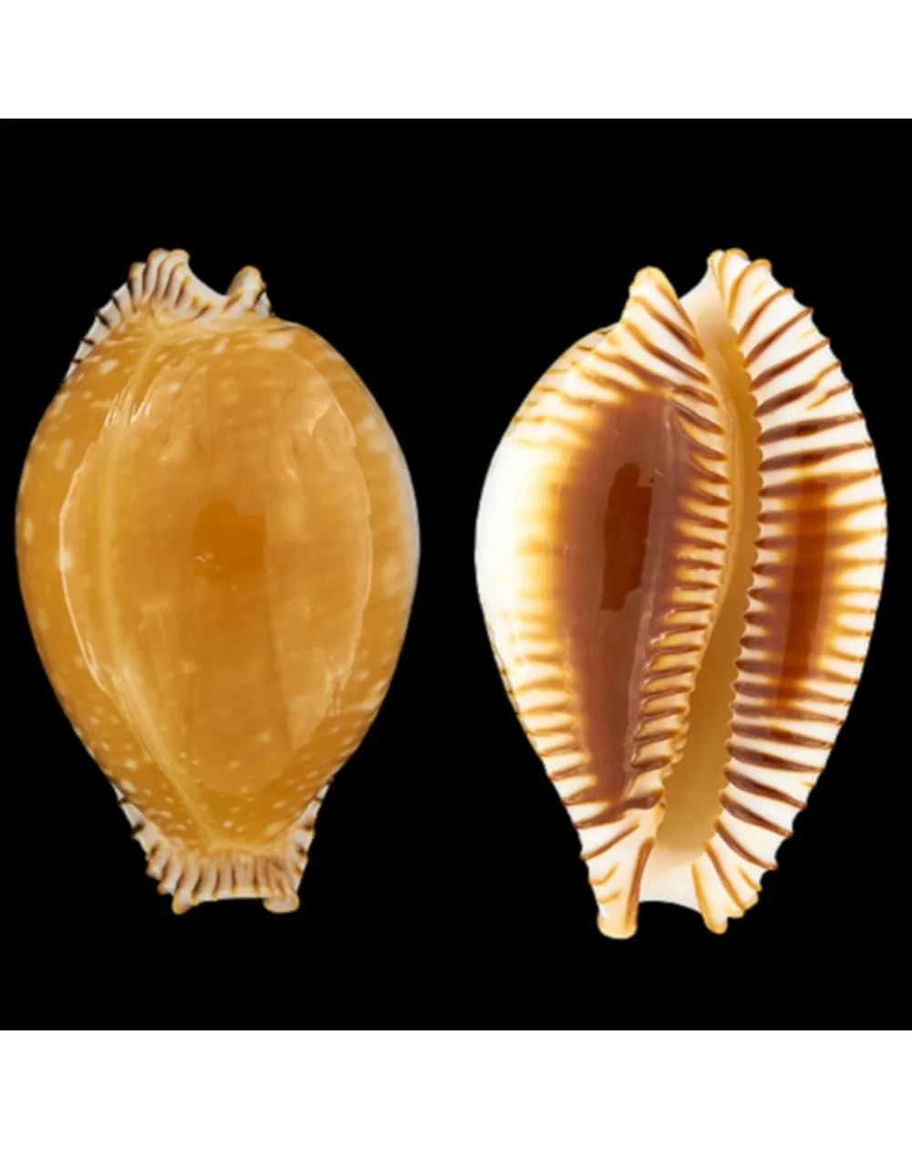 Perisserosa Guttata
