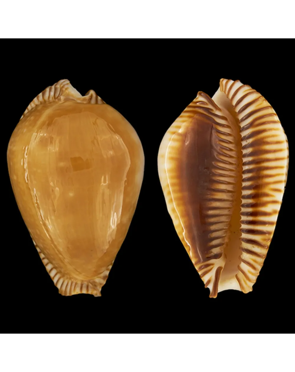 Perisserosa Guttata Azumai