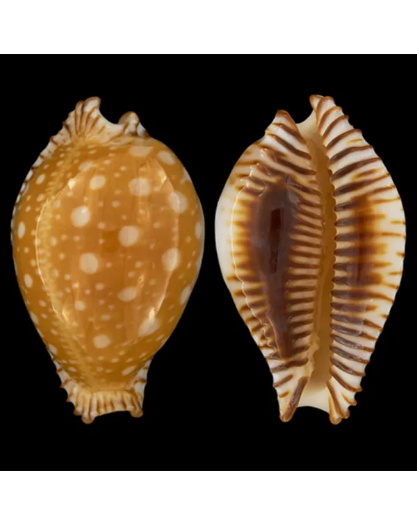 Perisserosa Guttata