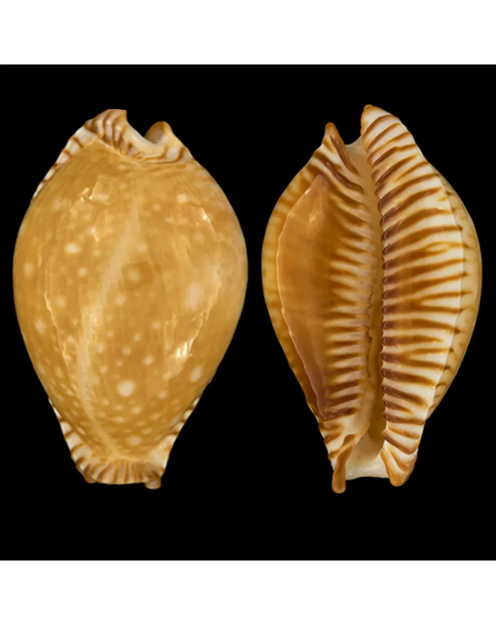 Perisserosa Guttata Azumai