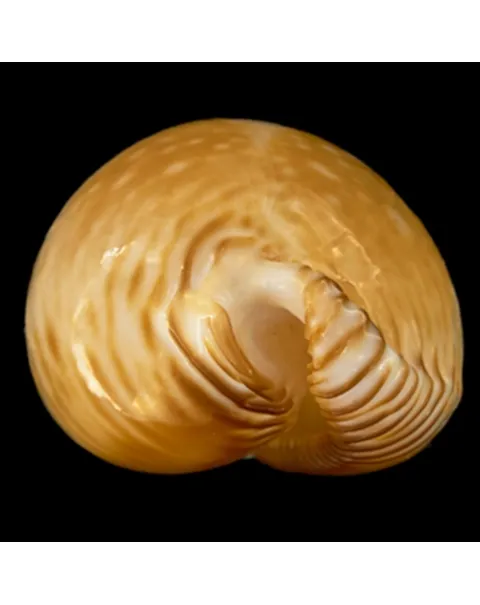 Perisserosa Guttata Azumai