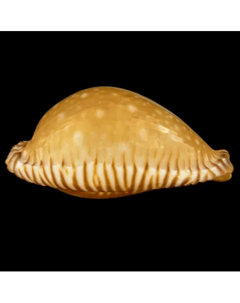 Perisserosa Guttata Azumai