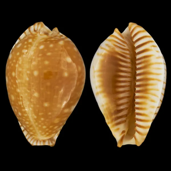 Perisserosa Guttata Azumai