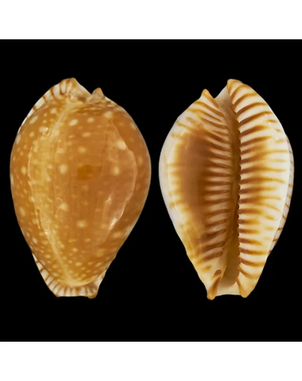 Perisserosa Guttata Azumai