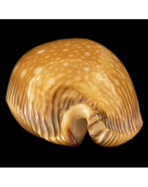 Perisserosa Guttata Surinensis