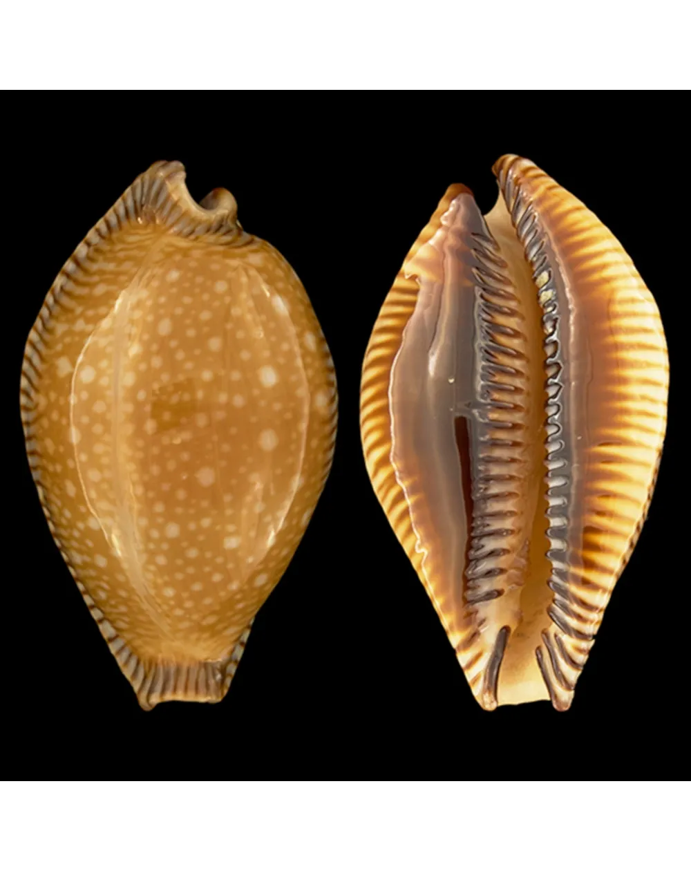 Perisserosa Guttata Surinensis