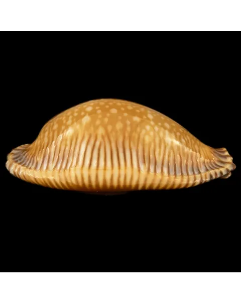 Perisserosa Guttata Surinensis