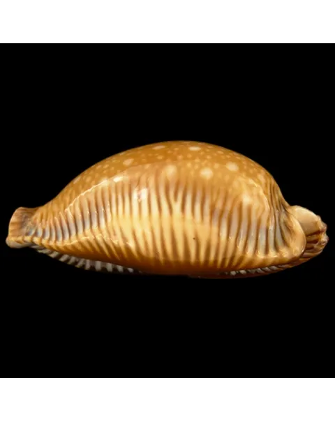 Perisserosa Guttata Surinensis