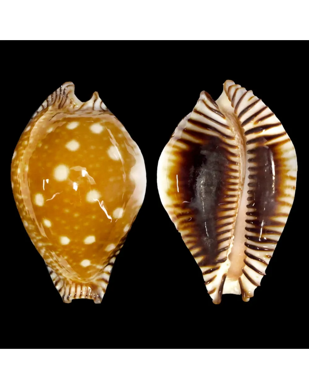 Perisserosa Guttata