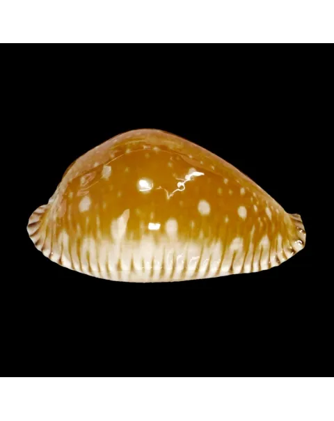 Perisserosa Guttata