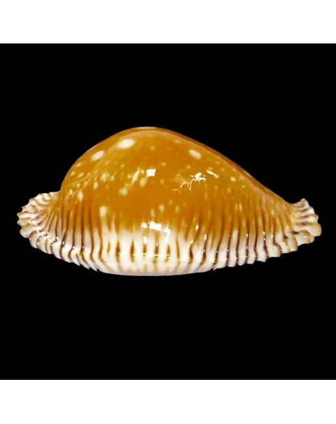 Perisserosa Guttata