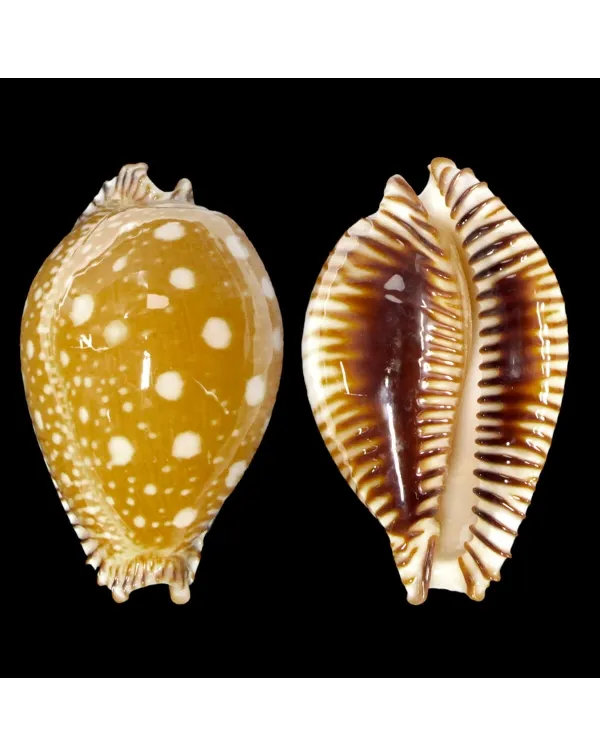 Perisserosa Guttata