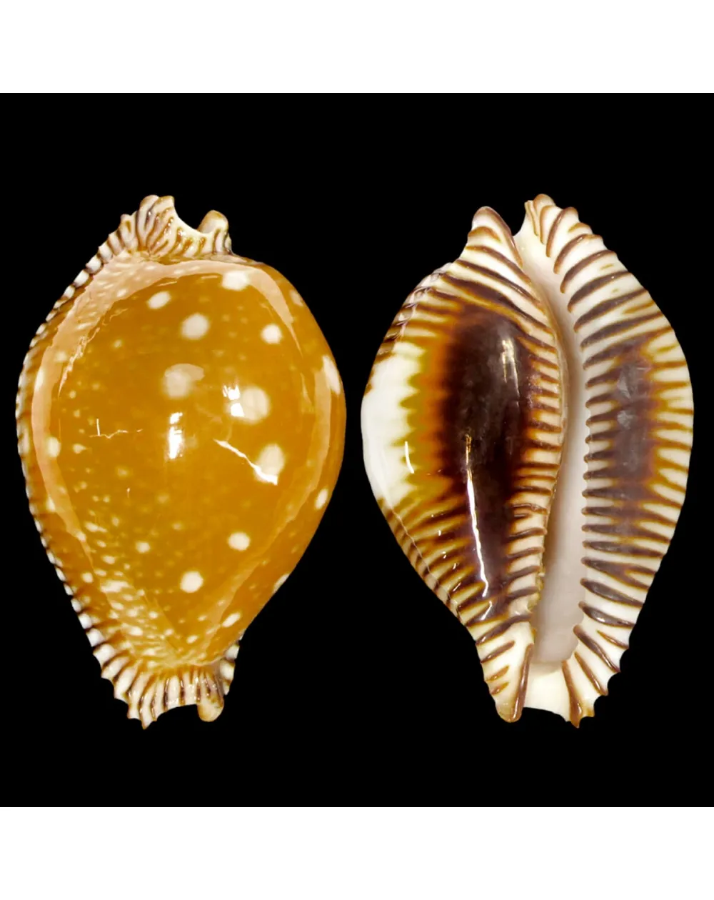 Perisserosa Guttata