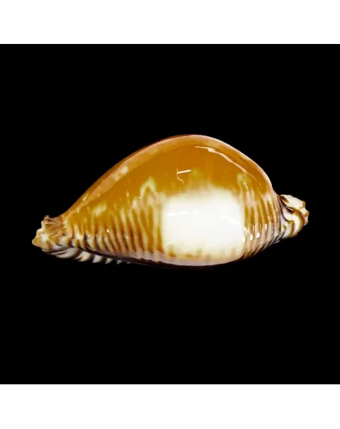 Perisserosa Guttata