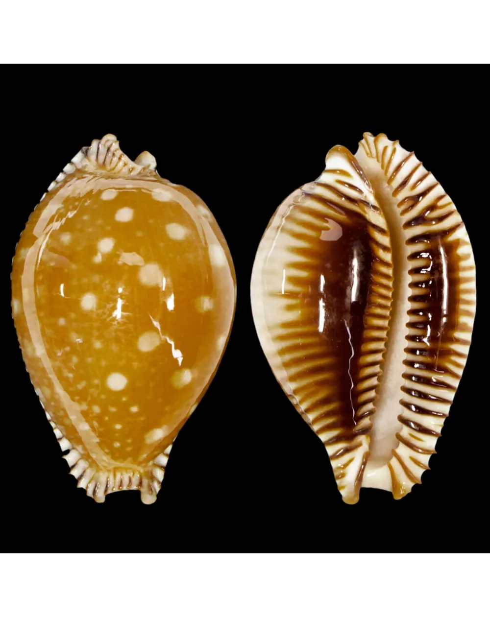 Perisserosa Guttata