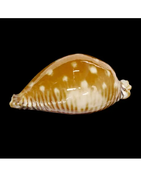 Perisserosa Guttata