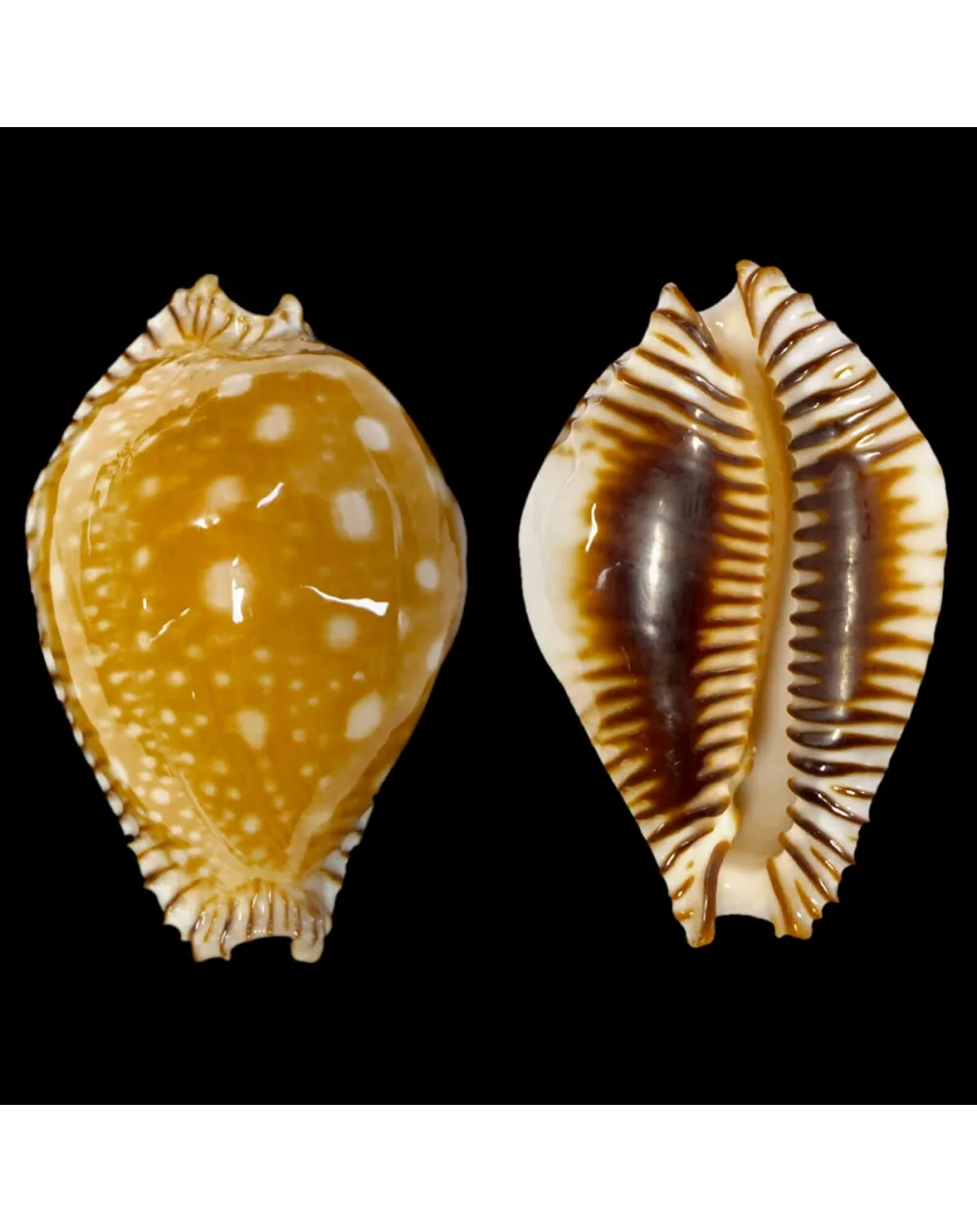Perisserosa Guttata