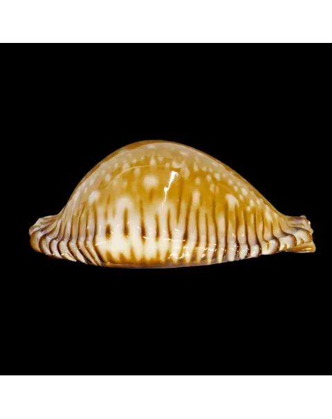 Perisserosa Guttata