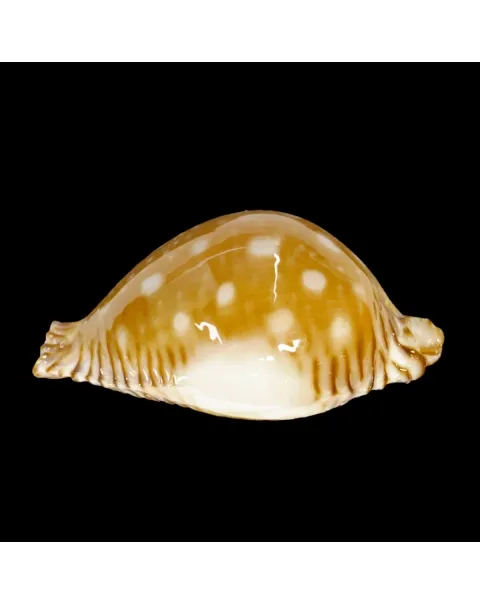 Perisserosa Guttata